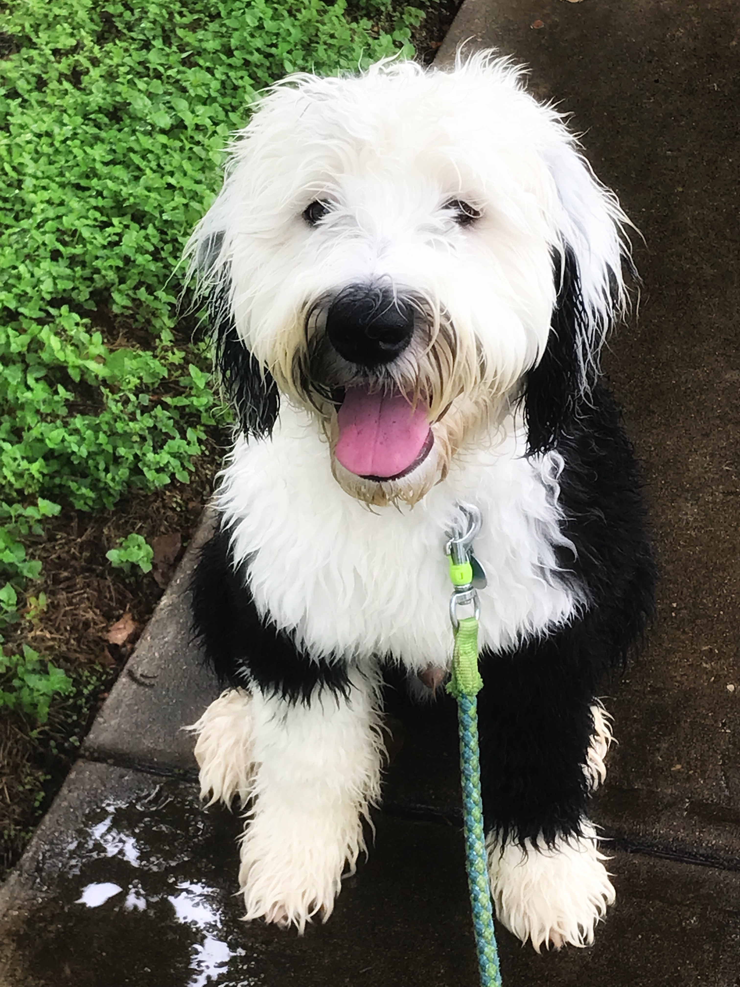 Kelly Ebler wet dog Willie Nelson Ebler